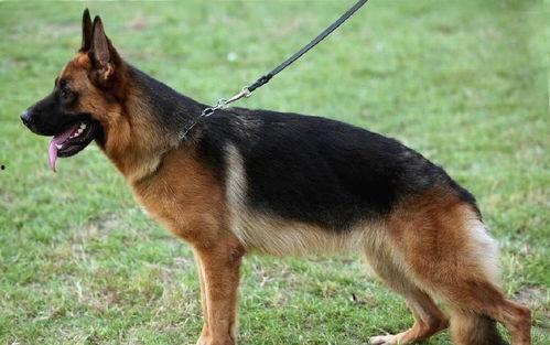 娱乐吃瓜酱德牧