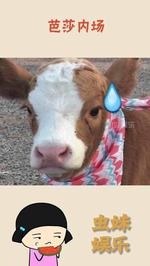 娱乐吃瓜酱搞笑,笑料百出！娱乐吃瓜酱带你领略搞笑瞬间