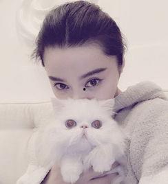 娱乐吃瓜猫欧阳娜娜,娱乐吃瓜界的“猫”性魅力